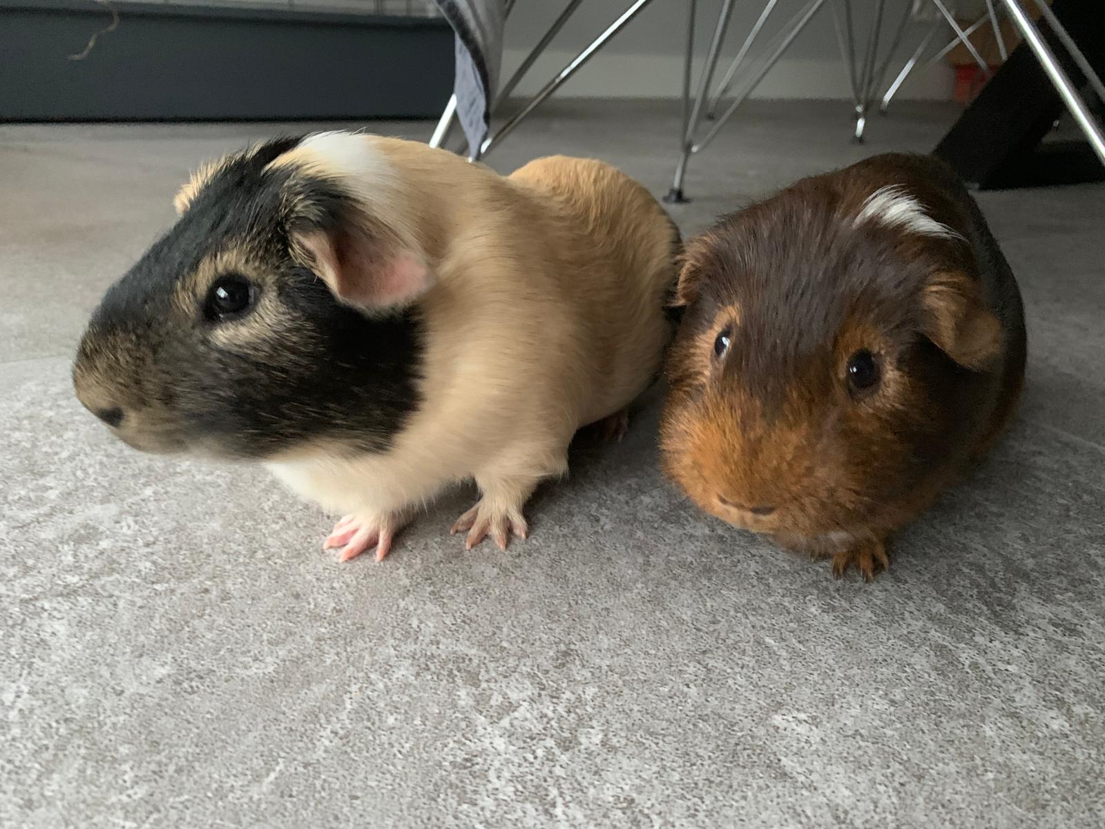 cavia's